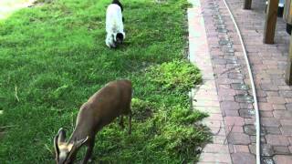 LEMUR annoys a DOG a DEER AND a KANGAROO in under 60 seconds [upl. by Akirea]