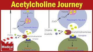 Pharmacology ANS 5 Acetylcholine Synthesis and Degradation  Pharmacology MADE EASY [upl. by Lawrence]