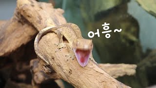 Crested gecko lizard blankly watching someone pick up bugs [upl. by Belak]