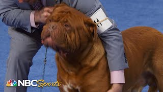 National Dog Show 2023 Working Group Full Judging  NBC Sports [upl. by Limaa]