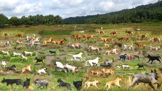 AKSI BINTANG BINTANG MARENTEN DI BURU ALEK BUKIK SADUALI [upl. by Marion368]