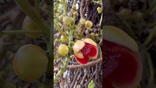 Couroupita guianensis cannonball tree Nagavalli [upl. by Eriuqs]