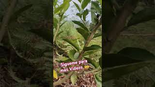 Parte 11 ejemplos de poda de árboles frutales cítricos de 1 año y medio poda podar [upl. by Siusan]