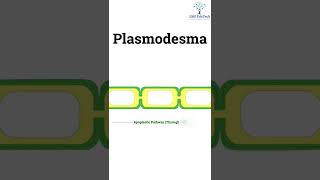 neet plasmodesmata shorts [upl. by Mace]