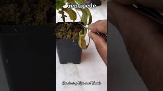 My Nepenthes daily feeding compilation nepenthesplant pitcherplants carnivorousplants nepenthes [upl. by Adieren525]