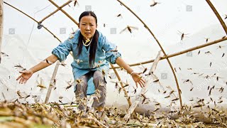 LOCUSTS FARMING to KITCHEN… [upl. by Godderd]