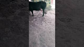 Mastitis treatment of cow [upl. by Schmitz]