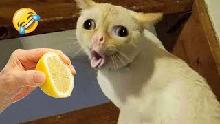 Ultimate Funny Cats and Dogs 😻🐶 Funniest Animals 😂 Part 10 [upl. by Buskirk]