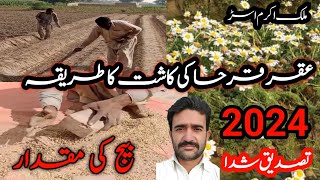 Akar karah ki kashat Ka treka How to grow aqarqarah in pakistanakarkara seed 2024 [upl. by Lutero]