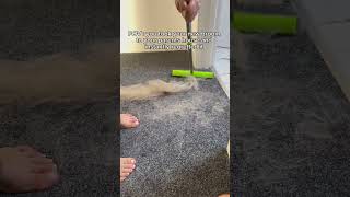 Get the Broom using LlNK lN BlO💁🏼‍♀️ pethairremoval cleantok pethairremover pethairremovaltool [upl. by Geri]