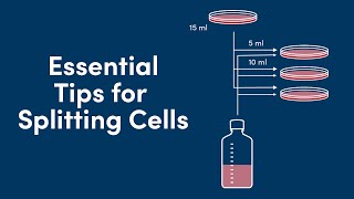 Splitting cells Why It’s Important and 3 Essential Tips  CST Tech Tips [upl. by Tillman398]