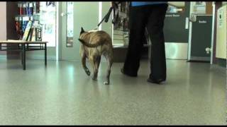 Dog Cruciate Ligament Surgery Brooklyn Recovery Assessment [upl. by Zzabahs]