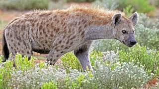 Evolution of hyenas  Wikipedia audio article [upl. by Krauss595]