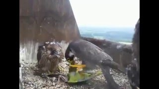 Birdcamit Parrocchetto predato dai falchi pellegrini [upl. by Reisinger422]