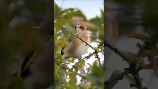 Relaxed Goldfinch sitting pretty birds [upl. by Eceinaj]