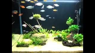 30quot Planted Tank w Cardinal Rainbow Congo Serpae Silvertip Rummynose Cherry Siam Ruby [upl. by Farmelo]