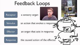 Elements of a Feedback Loop [upl. by Evered]