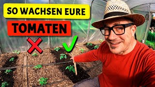 Wachstumsschub für eure Tomaten  Terra Preta Küken Gartenarbeiten im Mai [upl. by Mars]