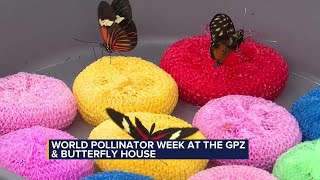 More to discover during World Pollinator Week at the GPZ amp Butterfly House [upl. by Mark792]