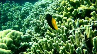 Snorkeling at Likuliku Lagoon Resort Fiji [upl. by Nadnerb238]