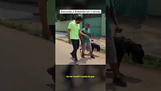 Como educar seu cão na hora de passear comportamento cachorro adestramento comportamentocanino [upl. by Breger332]