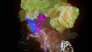 Bacterial ribosome translating RNA into protein [upl. by Oiracam]