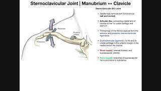 The Sternoclavicular SC Joint  Anatomy and Function [upl. by Christel]