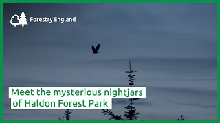 Meet the mysterious nightjars of Haldon Forest Park [upl. by Simmie732]