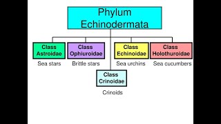 Phylum Echinodermata Part 02 I Classification I ANIMAL KINGDOM Lecture 24 I NEET BIO [upl. by Lari]