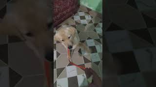 Labrador training labradorretreiver labradorretriever labrador dogbreed pets labradoretriever [upl. by Nilya977]