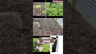 Planting Potatoes A SeedtoHarvest Journeyallotment vlogss [upl. by Alym]