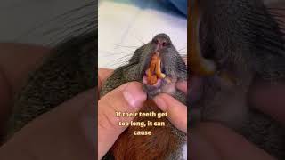 Why Do Rodent Owners Trim Their Pet’s Teeth 🐹🦷rodentcare pethealth petrodents guineapig [upl. by Tuinenga252]