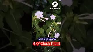 Mirabilis jalapa।।4OClock Plant [upl. by Annayr161]