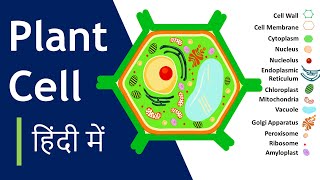 Plant cell क्या है  संरचना और कार्य  Plant Cell Model कैसे बनाना है Basic Science Series Hindi [upl. by Eruza]