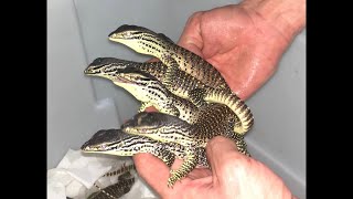 Actualización varanus panoptes 🦖🦖 [upl. by Ashla]