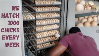 We hatch 1000 chicks every week from a 5280 capacity incubator [upl. by Akienaj990]