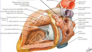 Anatomía cardíaca para Enfermería [upl. by Eema]