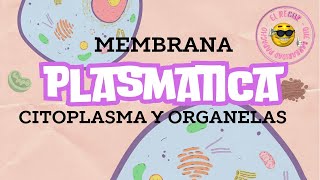 CELULA MEMBRANA PLASMATICA CITOPLASMA Y ORGANELAS [upl. by Vasos]