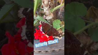 Beautiful Butterfly Visiting our Garden  Mourning Cloak [upl. by Calandria]