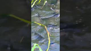 Pangasius Fish 🐟 pangasias fishvideo fish trend viralvideo [upl. by Illehs]