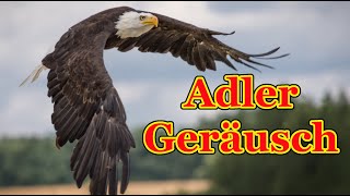 Adler Geräusch 🦅 Adlerschrei [upl. by Ingunna]