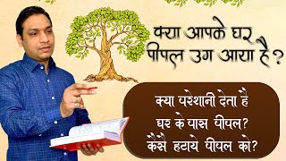 Importance of Peepal Tree Near Home in Lal Kitab [upl. by Netsuj]