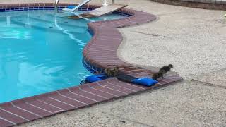 FrogLog Animal Saving Escape Ramp for Pool 👉 Link in description [upl. by Eleanora]