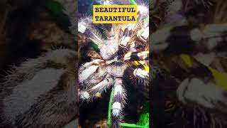 🕸💯💛💯🕸INDIAN ORNAMENTAL TARANTULA💯FRESH MOLTED💯 tarantula molting beauty nature [upl. by Strohl]