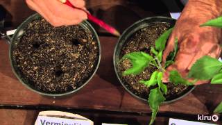 Propagate native plants John DromgooleCentral Texas Gardener [upl. by Brunelle]