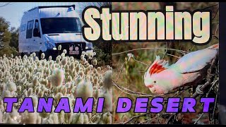 Stunning Tanami Desert Adventure in a 4x4 Sprinter Van life done different [upl. by Nner]