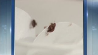 Cleveland make bedbug infestation list [upl. by Ahsehat]