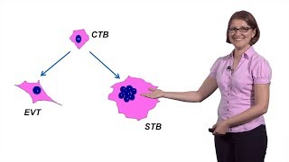 Mana Parast UCSD 2 Modeling Placental Development [upl. by Yenruoc]