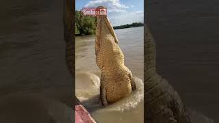 🐊 AMAZING animal very big aniamls viralanimals africa fyp viralshort shorts trending [upl. by Notlaw]