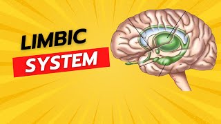 Limbic system [upl. by Flora220]